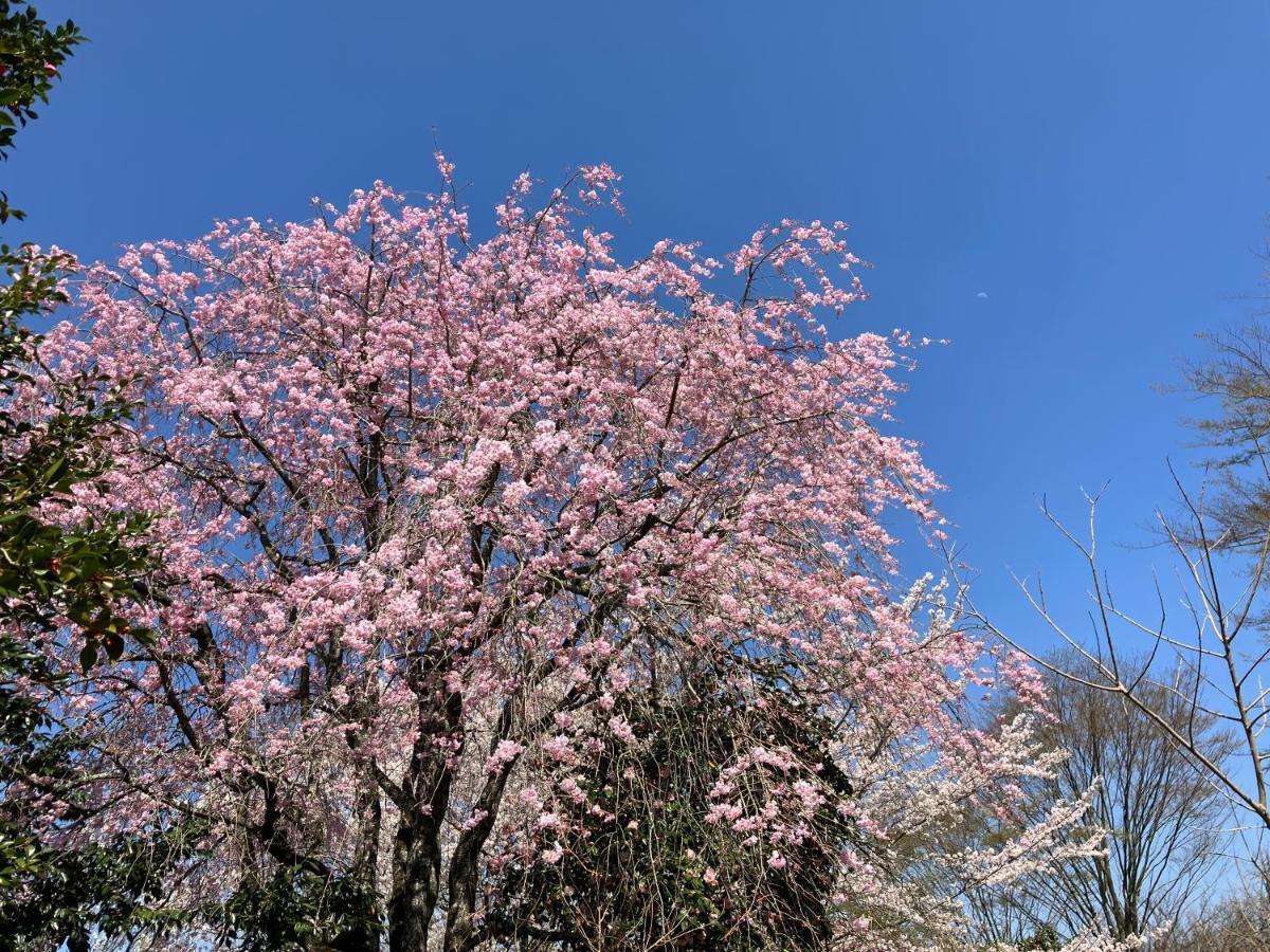 お宿でん吉 Minamiaso Extérieur photo